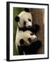 Giant Panda Babies, Wolong China Conservation and Research Center for the Giant Panda, China-Pete Oxford-Framed Photographic Print