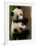 Giant Panda Babies, Wolong China Conservation and Research Center for the Giant Panda, China-Pete Oxford-Framed Photographic Print