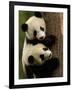 Giant Panda Babies, Wolong China Conservation and Research Center for the Giant Panda, China-Pete Oxford-Framed Photographic Print