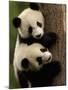 Giant Panda Babies, Wolong China Conservation and Research Center for the Giant Panda, China-Pete Oxford-Mounted Photographic Print