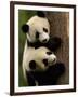 Giant Panda Babies, Wolong China Conservation and Research Center for the Giant Panda, China-Pete Oxford-Framed Photographic Print