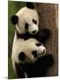 Giant Panda Babies, Wolong China Conservation and Research Center for the Giant Panda, China-Pete Oxford-Mounted Photographic Print