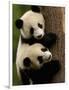 Giant Panda Babies, Wolong China Conservation and Research Center for the Giant Panda, China-Pete Oxford-Framed Photographic Print