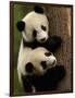 Giant Panda Babies, Wolong China Conservation and Research Center for the Giant Panda, China-Pete Oxford-Framed Photographic Print