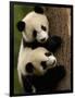 Giant Panda Babies, Wolong China Conservation and Research Center for the Giant Panda, China-Pete Oxford-Framed Photographic Print