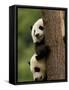 Giant Panda Babies, Wolong China Conservation and Research Center for the Giant Panda, China-Pete Oxford-Framed Stretched Canvas