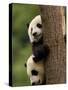 Giant Panda Babies, Wolong China Conservation and Research Center for the Giant Panda, China-Pete Oxford-Stretched Canvas