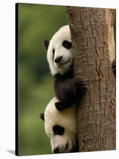 Giant Panda Babies, Wolong China Conservation and Research Center for the Giant Panda, China-Pete Oxford-Stretched Canvas