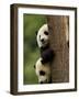 Giant Panda Babies, Wolong China Conservation and Research Center for the Giant Panda, China-Pete Oxford-Framed Photographic Print