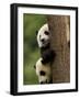 Giant Panda Babies, Wolong China Conservation and Research Center for the Giant Panda, China-Pete Oxford-Framed Photographic Print