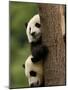 Giant Panda Babies, Wolong China Conservation and Research Center for the Giant Panda, China-Pete Oxford-Mounted Photographic Print