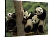 Giant Panda Babies, Wolong China Conservation and Research Center for the Giant Panda, China-Pete Oxford-Stretched Canvas