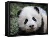 Giant Panda Baby, Aged 5 Months, Wolong Nature Reserve, China-Eric Baccega-Framed Stretched Canvas