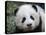 Giant Panda Baby, Aged 5 Months, Wolong Nature Reserve, China-Eric Baccega-Stretched Canvas