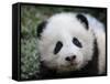 Giant Panda Baby, Aged 5 Months, Wolong Nature Reserve, China-Eric Baccega-Framed Stretched Canvas
