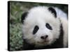 Giant Panda Baby, Aged 5 Months, Wolong Nature Reserve, China-Eric Baccega-Stretched Canvas