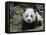 Giant Panda Baby Aged 5 Months, Wolong Nature Reserve, China-Eric Baccega-Framed Stretched Canvas