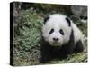 Giant Panda Baby Aged 5 Months, Wolong Nature Reserve, China-Eric Baccega-Stretched Canvas