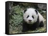 Giant Panda Baby Aged 5 Months, Wolong Nature Reserve, China-Eric Baccega-Framed Stretched Canvas