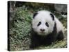 Giant Panda Baby Aged 5 Months, Wolong Nature Reserve, China-Eric Baccega-Stretched Canvas