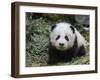 Giant Panda Baby Aged 5 Months, Wolong Nature Reserve, China-Eric Baccega-Framed Premium Photographic Print