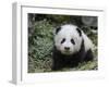 Giant Panda Baby Aged 5 Months, Wolong Nature Reserve, China-Eric Baccega-Framed Premium Photographic Print