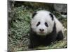 Giant Panda Baby Aged 5 Months, Wolong Nature Reserve, China-Eric Baccega-Mounted Premium Photographic Print