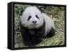 Giant Panda Baby Aged 5 Months, Wolong Nature Reserve, China-Eric Baccega-Framed Stretched Canvas