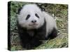 Giant Panda Baby Aged 5 Months, Wolong Nature Reserve, China-Eric Baccega-Stretched Canvas