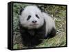 Giant Panda Baby Aged 5 Months, Wolong Nature Reserve, China-Eric Baccega-Framed Stretched Canvas