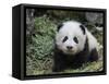 Giant Panda Baby Aged 5 Months, Wolong Nature Reserve, China-Eric Baccega-Framed Stretched Canvas