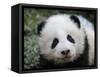 Giant Panda Baby, Aged 5 Months, Wolong Nature Reserve, China-Eric Baccega-Framed Stretched Canvas