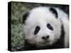 Giant Panda Baby, Aged 5 Months, Wolong Nature Reserve, China-Eric Baccega-Stretched Canvas