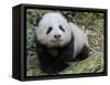 Giant Panda Baby Aged 5 Months, Wolong Nature Reserve, China-Eric Baccega-Framed Stretched Canvas