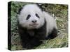 Giant Panda Baby Aged 5 Months, Wolong Nature Reserve, China-Eric Baccega-Stretched Canvas