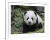 Giant Panda Baby Aged 5 Months, Wolong Nature Reserve, China-Eric Baccega-Framed Photographic Print