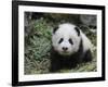 Giant Panda Baby Aged 5 Months, Wolong Nature Reserve, China-Eric Baccega-Framed Photographic Print