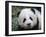 Giant Panda Baby, Aged 5 Months, Wolong Nature Reserve, China-Eric Baccega-Framed Photographic Print