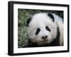 Giant Panda Baby, Aged 5 Months, Wolong Nature Reserve, China-Eric Baccega-Framed Photographic Print