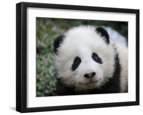 Giant Panda Baby, Aged 5 Months, Wolong Nature Reserve, China-Eric Baccega-Framed Photographic Print