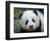 Giant Panda Baby, Aged 5 Months, Wolong Nature Reserve, China-Eric Baccega-Framed Photographic Print