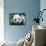 Giant Panda Baby, Aged 5 Months, Wolong Nature Reserve, China-Eric Baccega-Photographic Print displayed on a wall