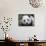Giant Panda Baby, Aged 5 Months, Wolong Nature Reserve, China-Eric Baccega-Photographic Print displayed on a wall