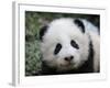 Giant Panda Baby, Aged 5 Months, Wolong Nature Reserve, China-Eric Baccega-Framed Photographic Print