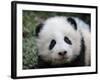 Giant Panda Baby, Aged 5 Months, Wolong Nature Reserve, China-Eric Baccega-Framed Photographic Print