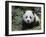 Giant Panda Baby Aged 5 Months, Wolong Nature Reserve, China-Eric Baccega-Framed Photographic Print