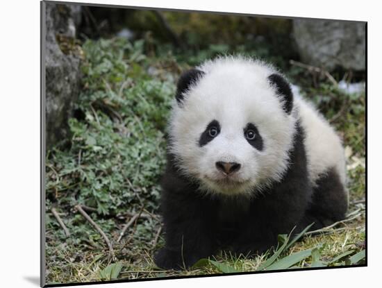 Giant Panda Baby Aged 5 Months, Wolong Nature Reserve, China-Eric Baccega-Mounted Photographic Print