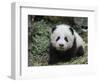 Giant Panda Baby Aged 5 Months, Wolong Nature Reserve, China-Eric Baccega-Framed Photographic Print