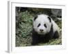 Giant Panda Baby Aged 5 Months, Wolong Nature Reserve, China-Eric Baccega-Framed Photographic Print