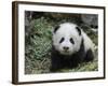 Giant Panda Baby Aged 5 Months, Wolong Nature Reserve, China-Eric Baccega-Framed Photographic Print